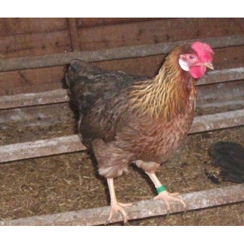 BROWN LEGHORN LARGE FOWL EGGS